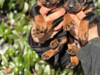 Şecereli doberman yavrularım
