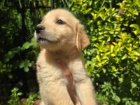 Orjinal golden retriever