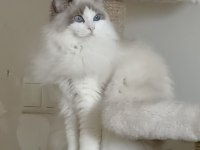 Secereli Ragdoll Yavrular