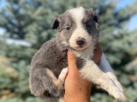 Petmode köpek çiftliğinden border collie yavrular