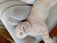 Ücretsiz sahiplendirme scottish fold