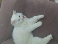 Beyaz 3 yaşında kısır çipli akıllı sakin bir oğlan kedimiz