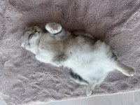 Adı luna çok tatlı ve sakin bir scottish fold