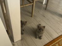 British shorthair dişi 1 aylık
