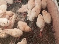 Yeni çıkım bıldırcın yavruları çeşit çeşit