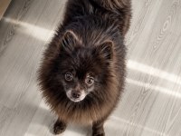 Pomeranian Çikolata Yetişkin Dişi En Uygun