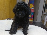Poodle ve maltipoo yavrularımız yeni yuvasını arıyor