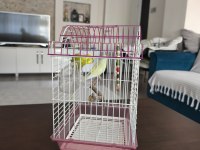 1 yaşlarında çift muhabbet kuşları