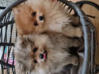 Pomeranian dişi erkek bebek