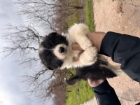 En Zeki ırk Border Collie bebekler