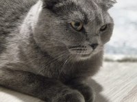 Scottish fold 2 yaşında ücretsiz sahiplendirilecektir