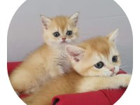Show kalite british shorthair golden by11 by12 yavrular