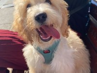 Güzel maltipoo oğluma yuva arıyorum