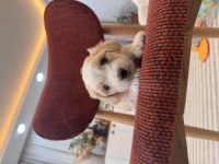 Maltipoo bebeğim