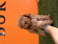 Antialerjik tüy yapısına sahip toy poodle