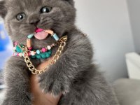 yavru scottish fold