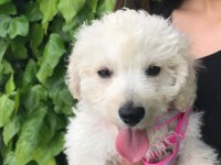 4 AYLIK MALTESE TERRİER ÇİPLİ KAÇMAZZZ