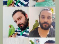 Yavru Pakistan Papağanları