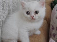 British shorthair pamuk şekerim