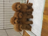 MÜTHİŞ UYGUN FİYATLARA ORJİNAL TOY POODLE YAVRULAR