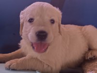 Safkan Golden Retriever Yavrularımız