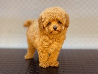 DİŞİ VE ERKEK TOY GARANTİLİ POODLE YAVRULARIMIZ