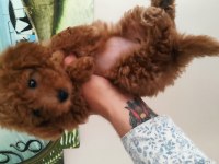 Dişi toy poodle