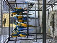 Macaw Papağanları