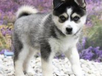 Husky Aa Kalite Köpekler