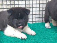 Orjinal Amerikan Akita Yavrular