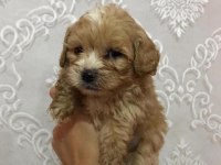 Ev doğumlu ırk sağlık garantili maltipoo bebek