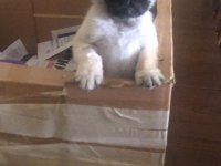 Dişi pug