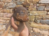 Yavru Doberman