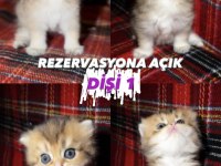 ALTIN SERİSİ BEBEK KEDİLER