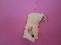 Sheltie ginepig yavru