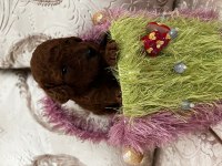 Toy Poodle red brown safkan şecereli