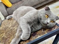 Sahiplendirilecek scottish fold