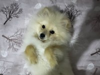 5 Aylık pomeranian Boo