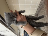 2 aylık bebek british shorthair yavrular