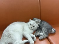 Ücretsiz sahiplendirme scottish fold