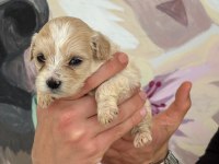 Maltipoo bebeklerimiz