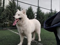 3 yaşında eğitimli dişi samoyed