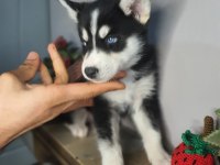 Safkan husky yavrularım