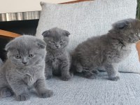 3 Tatlış Scottish Fold Yavrum