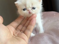 Safkan Şecereli Exotic Shorthair Dişi yavrum.