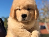 GOLDEN RETRİEVER KÖPEKLERİ PUPPY