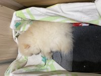 Pomeranian Köpeğimiz İzmir