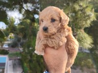 Maltipoo Köpeğimiz