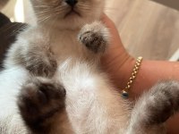 Ev ortamından yavrular british shorthair