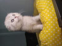 Acil dişi scottish fold ve british top surat yavrular